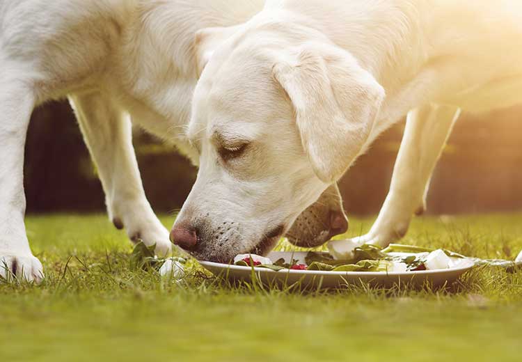 Dog wet food