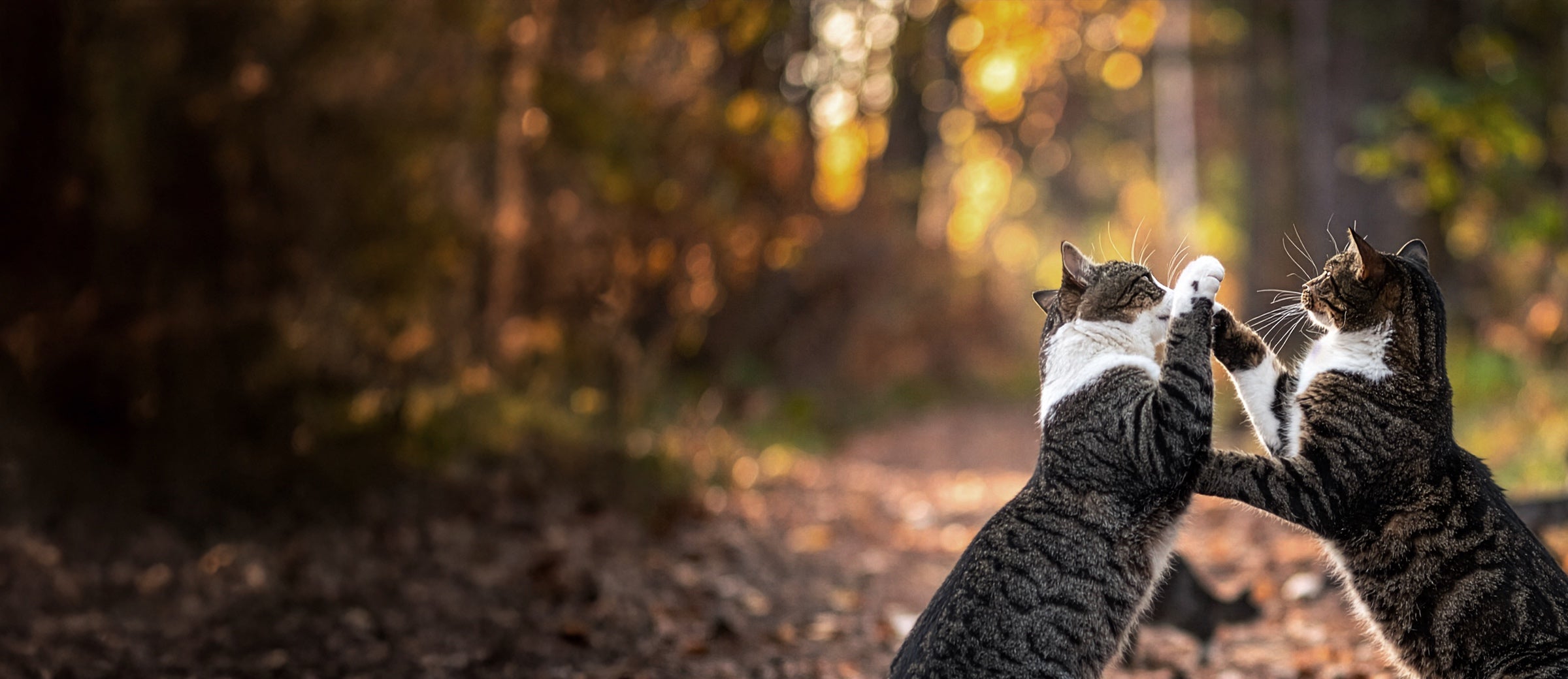 catz finefood brand story